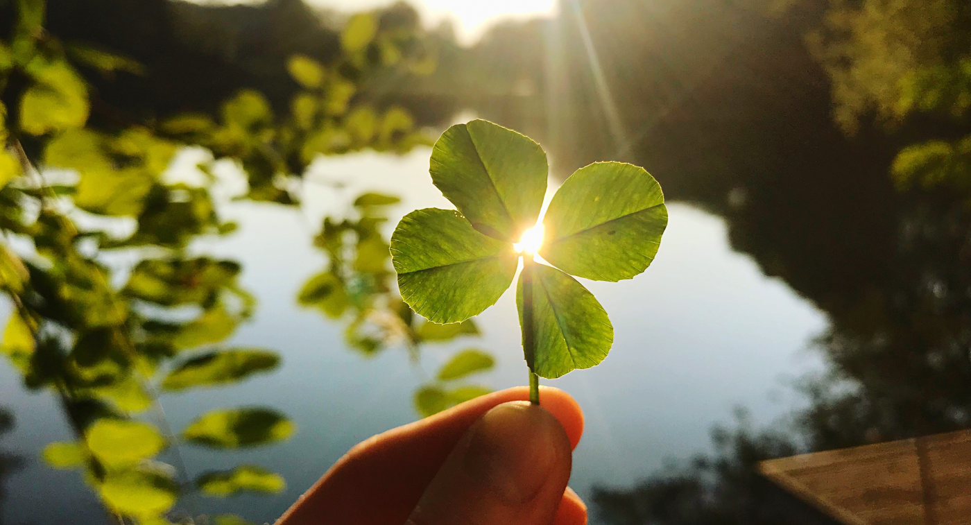 Lucky You Find Out Why the Shamrock and Four Leaf Clover Are Not The Same